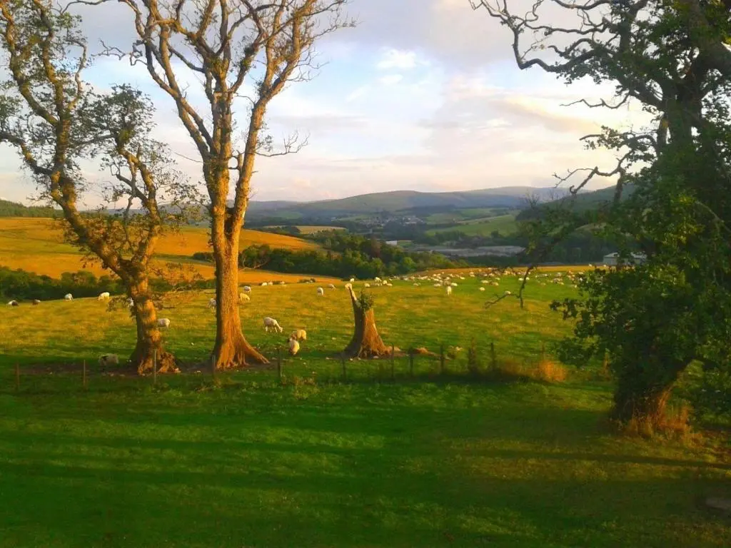a herd of sheep grazing in a field with trees at Broomhead Cottages in Dufftown