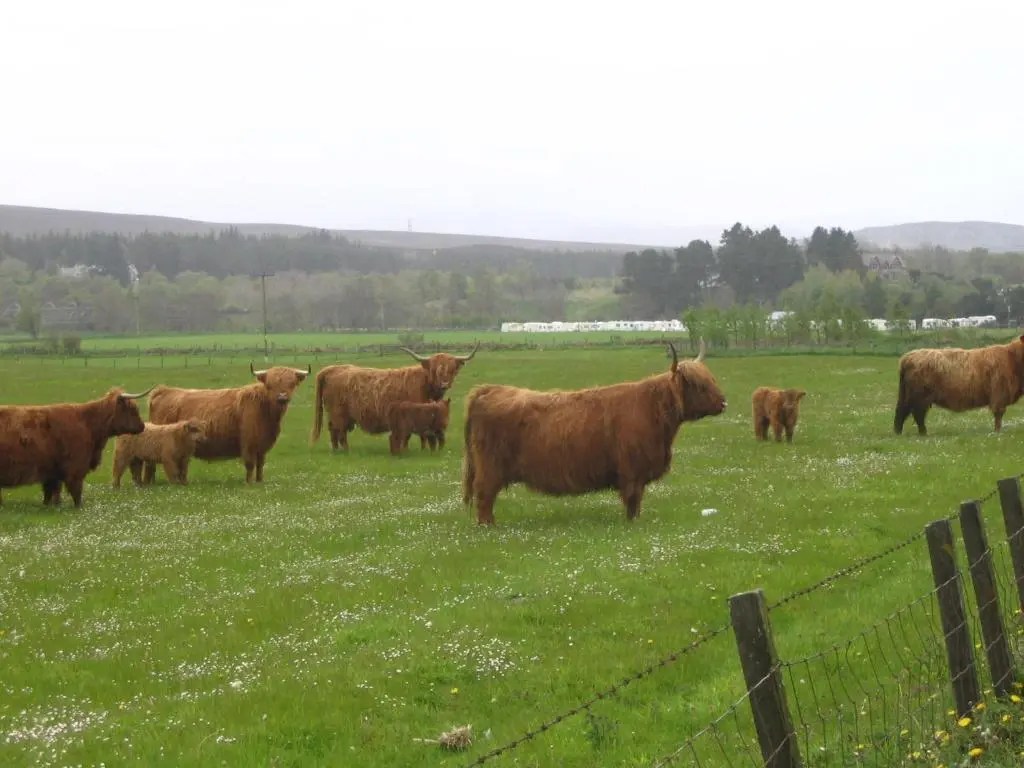 a herd of brown cows standing in a field at Highlander Hotel \u2018A Bespoke Hotel\u2019 in Newtonmore