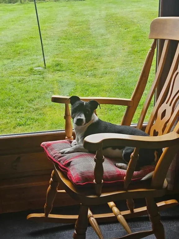 a dog sitting in a rocking chair in front of a window at Hillhaven Lodge in Inverness
