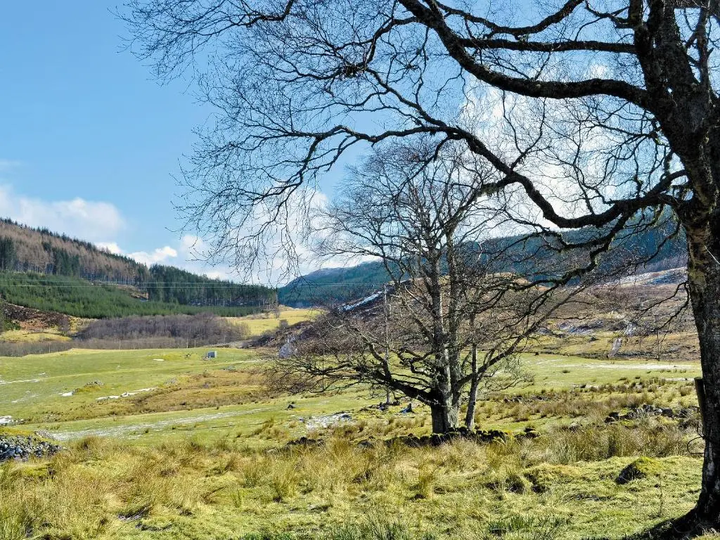 a tree in the middle of a field at Glacour Studio Cottage in Bridgend