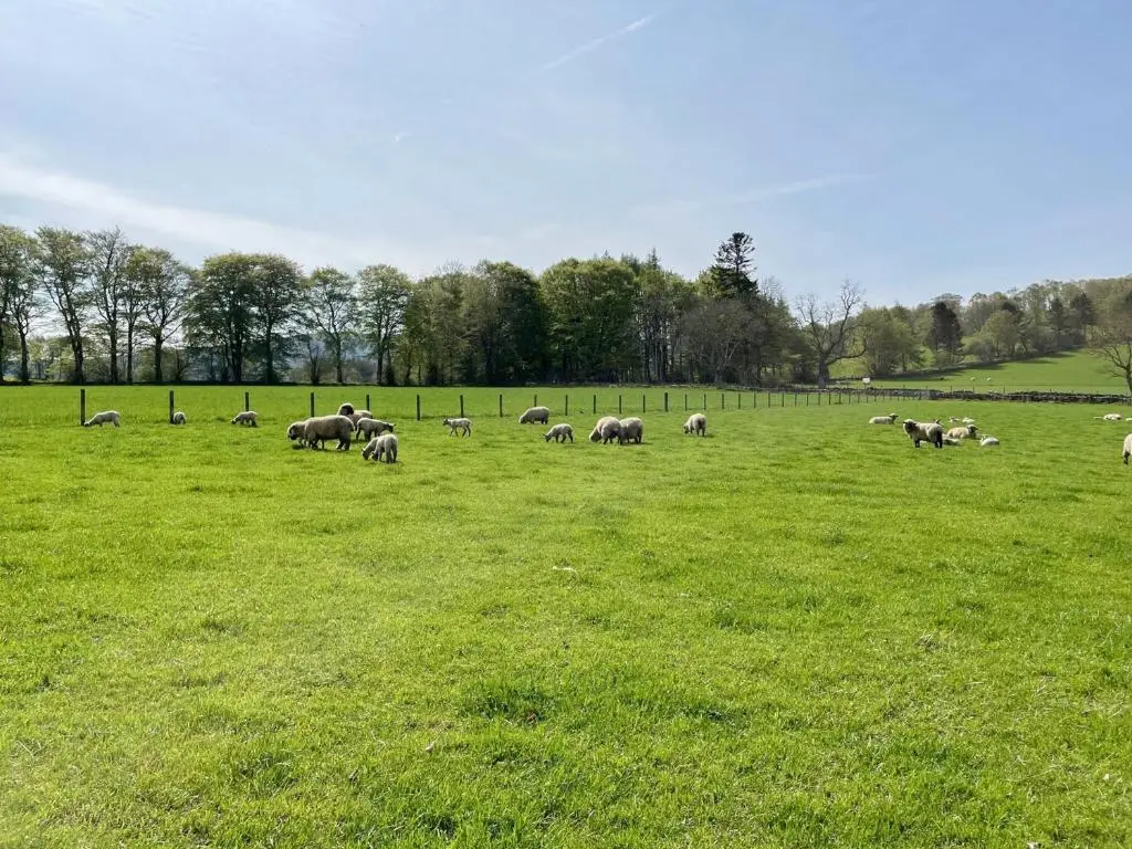 a herd of sheep grazing in a field of grass at Longcroft Cottage - 28233 in Old Rayne
