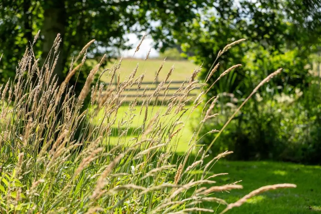 a field with tall grass in a yard at Marcassie Farm Lodges - Willow Studio in Forres