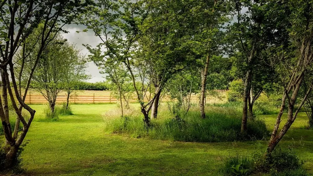 a group of trees in a field with grass at Marcassie Farm Lodges - Willow Studio in Forres