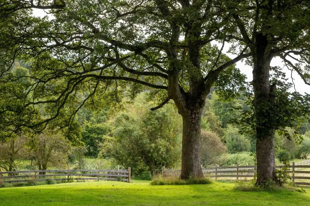 two trees in a field next to a fence at Marcassie Farm Lodges - Willow Studio in Forres