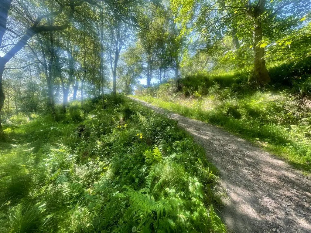 a dirt road with green grass and trees at Daisy Cabin in Kincardine O\u02bcNeil