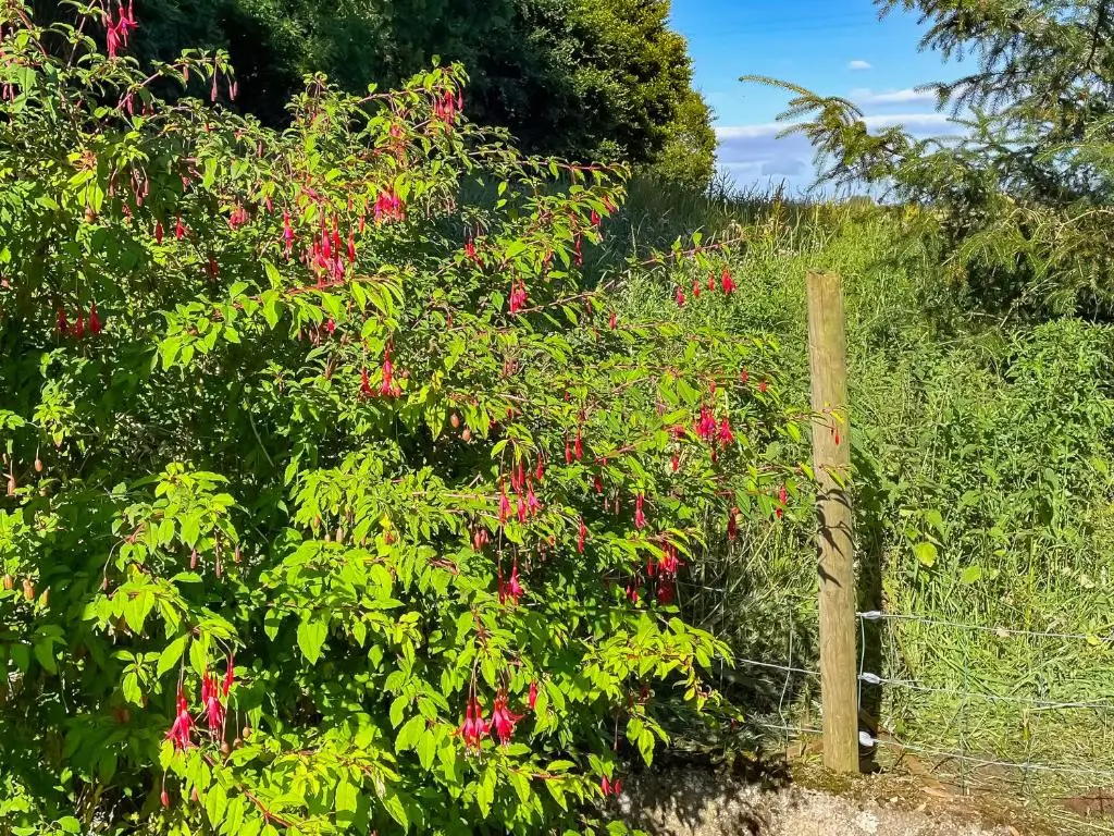 a bush with pink flowers next to a fence at Muir Cottage - Uk44788 in Bridge of Alford