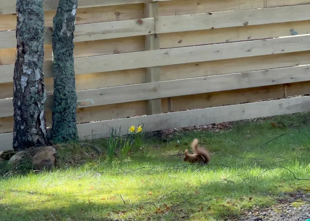 a squirrel walking in the grass next to a fence at Ballater Bungalow - 4 bed - Beautiful Garden in Ballater