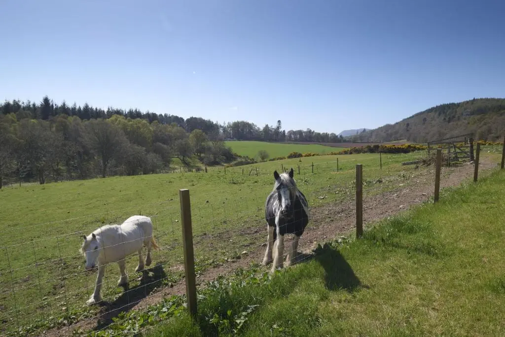 two horses standing in a field next to a fence at Balnacraig Farmhouse in Inverness