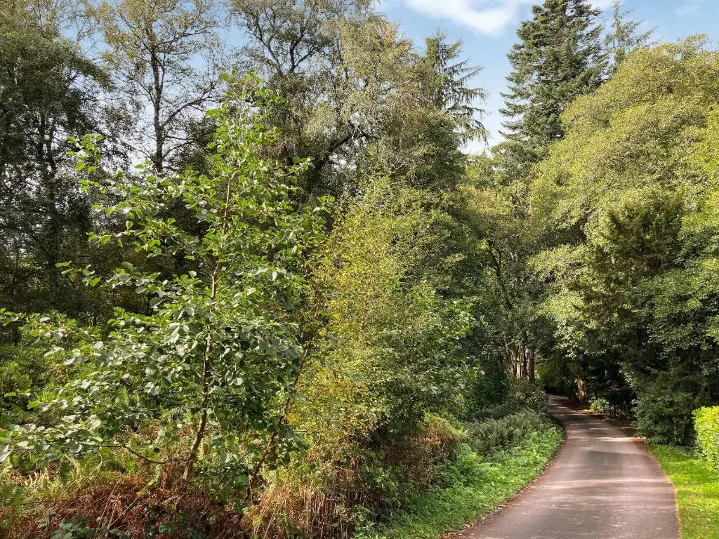 a dirt road with trees on either side at South Lodge in Banchory