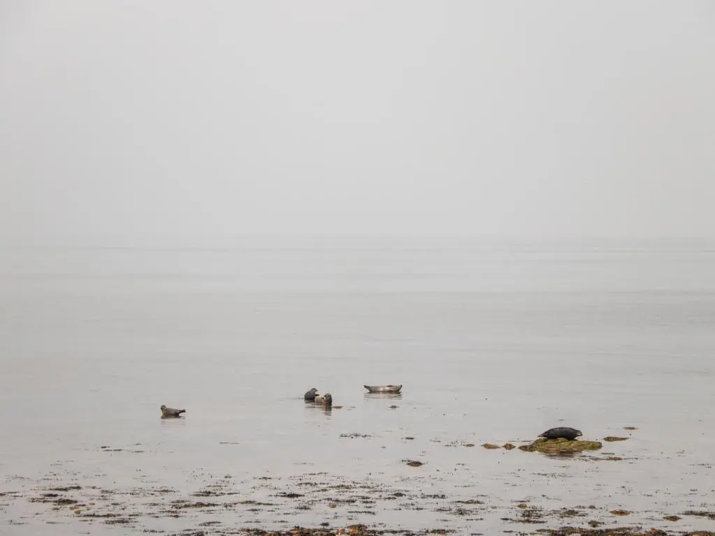 a group of birds swimming in the water at Corner Cottage in Buckie