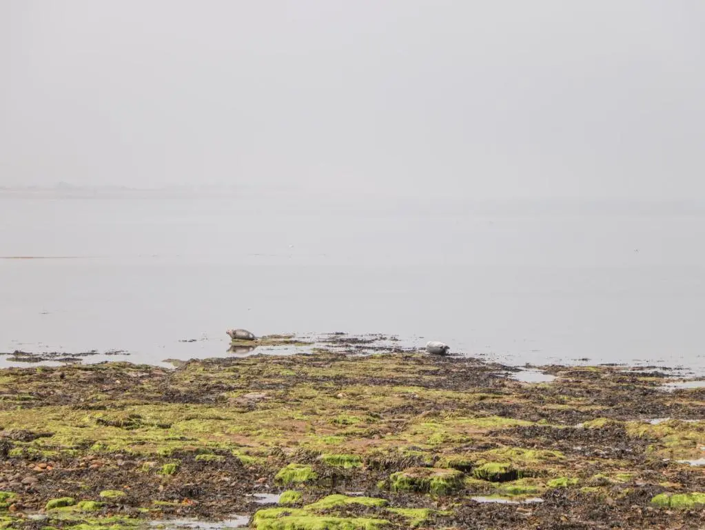 a group of animals standing on top of a field at Corner Cottage in Buckie