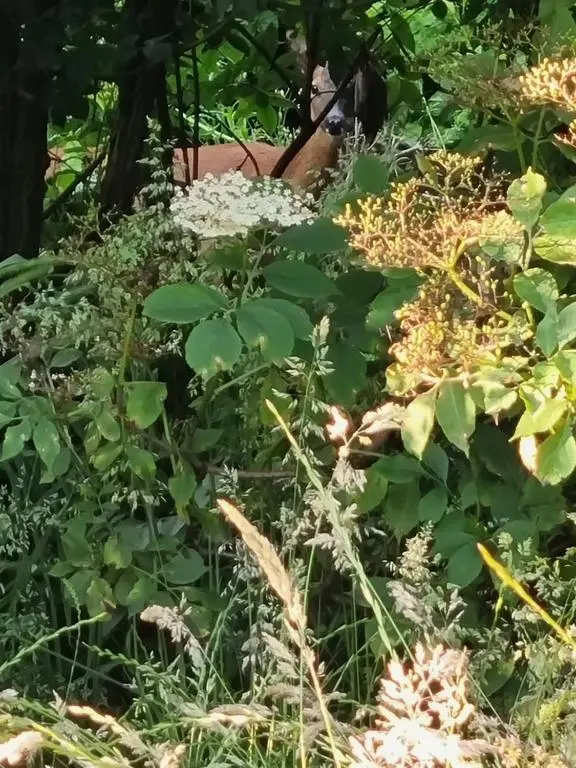 a garden with white flowers and green plants at Serviced Apartment - Aberdeen in Dyce