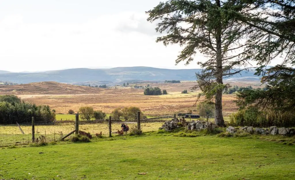 a field with a tree and a herd of animals at The High Croft in Rogart