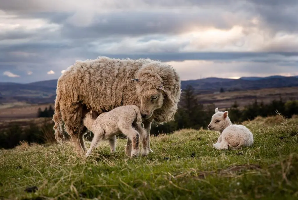 a sheep and two baby lambs in a field at The High Croft in Rogart