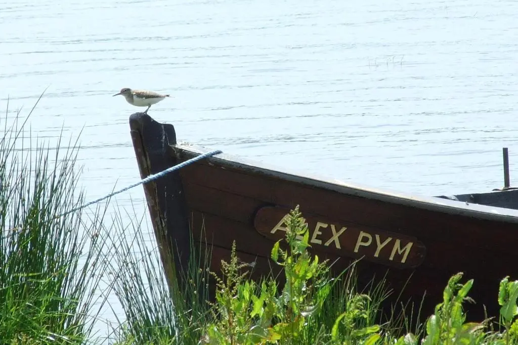 a bird sitting on the side of a boat on the water at Thrumster House in Wick
