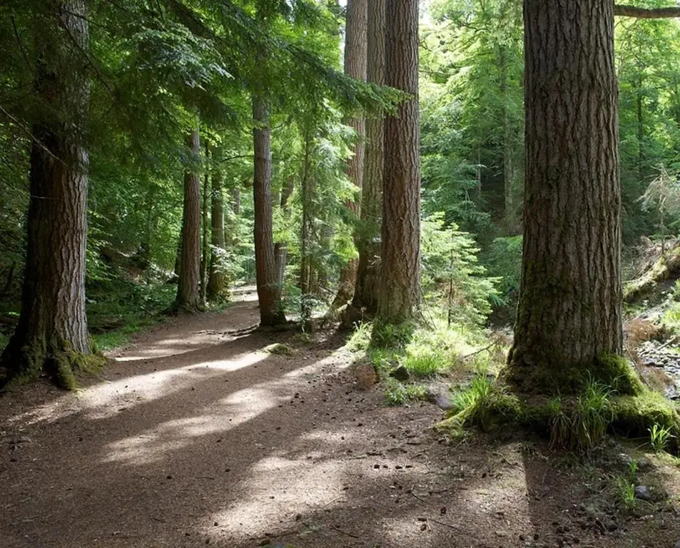 a dirt trail in a forest with trees at Baillie Chalet on Reelig Estate in Kirkhill