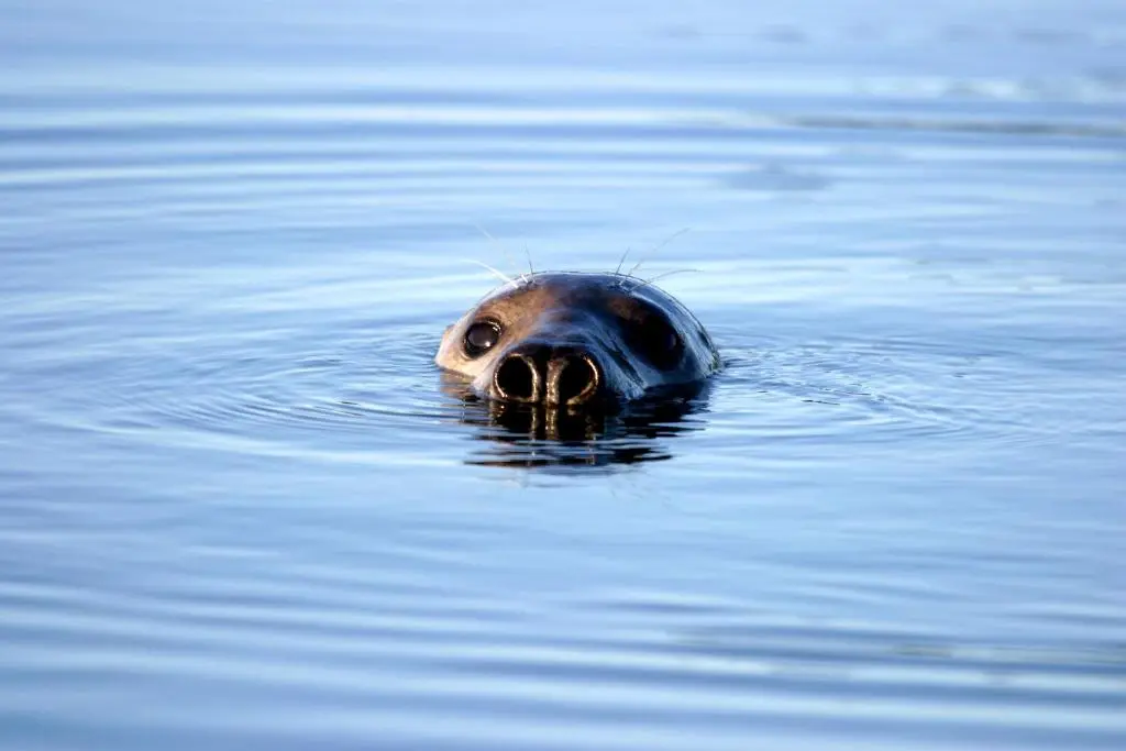 a seal is swimming in the water at Craiglea Lodge in Latheron