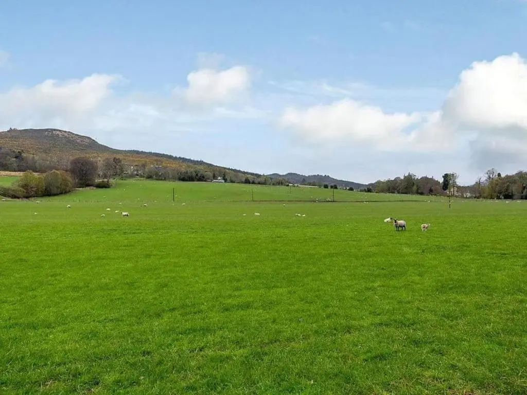 a herd of sheep grazing in a large green field at Bridgend Chalet on Reelig Estate in Kirkhill