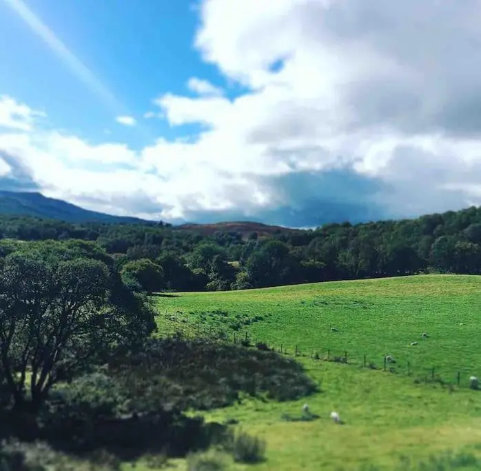 a green field with animals grazing in the grass at Traditional Croft Cottage Minutes from Lochness in Drumnadrochit