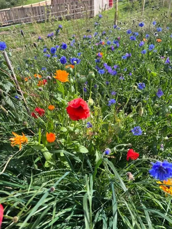 a field of colorful flowers in a yard at Willow Straw Bale Cabin