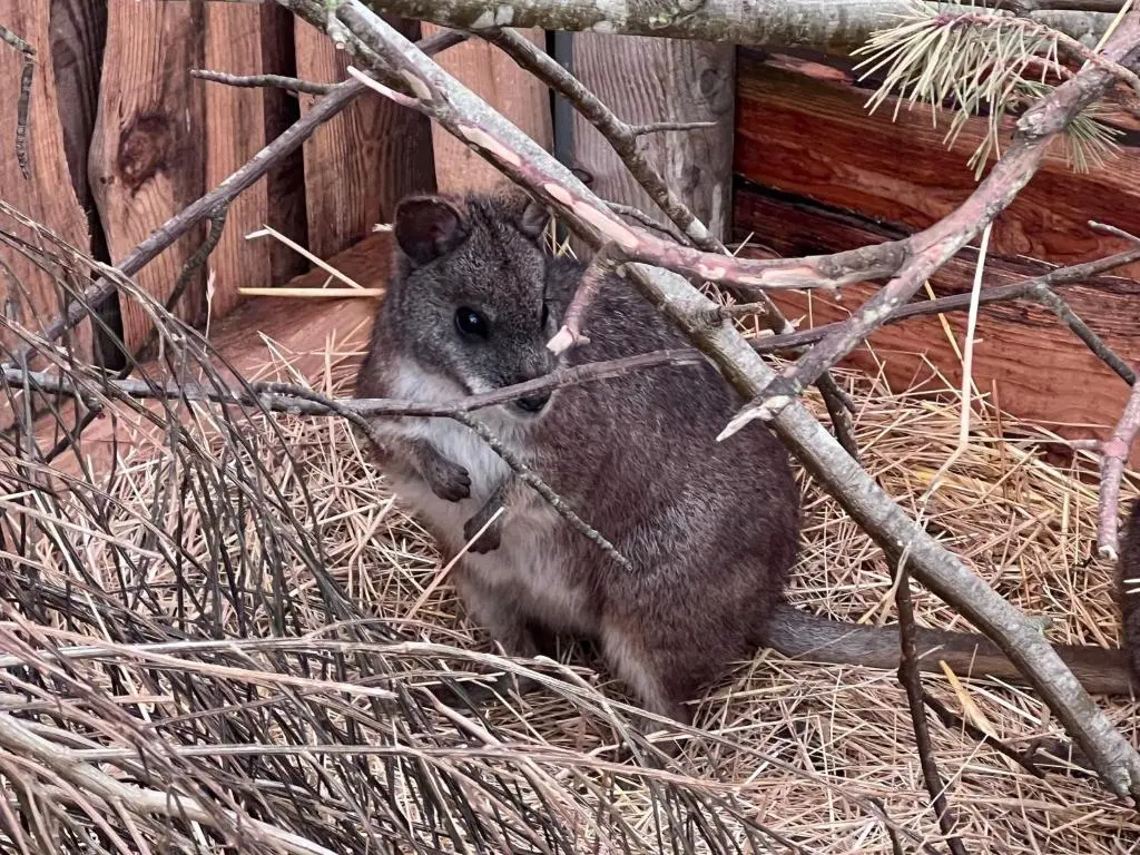 a small koala sitting on hay next to a fence at Willow Straw Bale Cabin