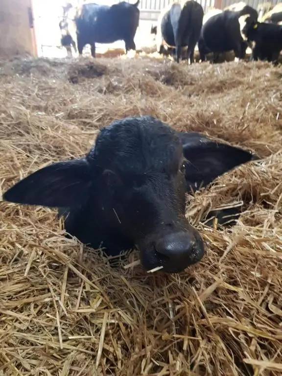 a black cow laying in the hay with other cows at Primrose Straw Bale Cabin