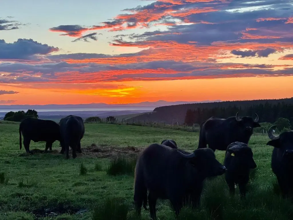 a herd of cows grazing in a field at sunset at Honeysuckle Straw Bale Cabin