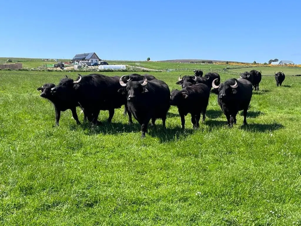 a herd of black cows standing in a field at Honeysuckle Straw Bale Cabin