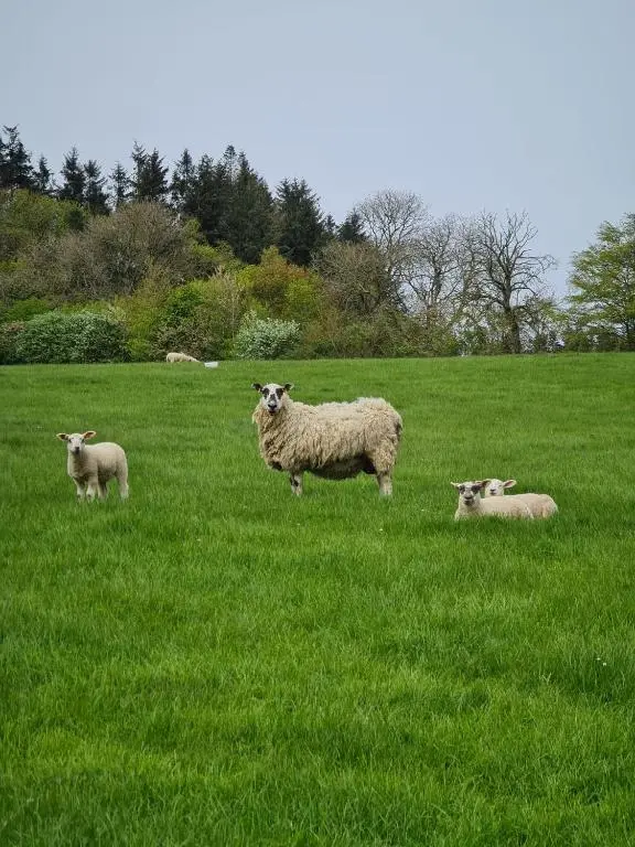 a group of sheep standing in a field of grass at Bruxie Holiday Cottages - River Cottage in Maud