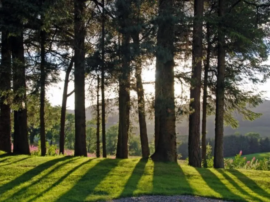 a group of trees in a field with green grass at 1 Bed in Blacklunans CA361 in Cray