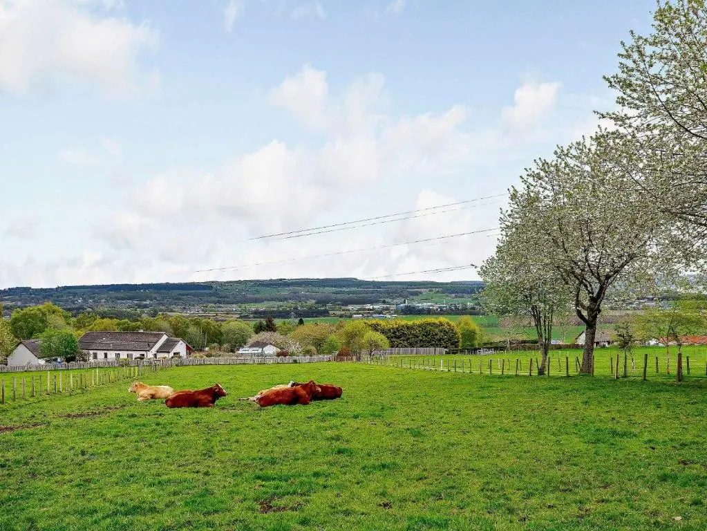 three cows laying in the grass in a field at 1 Bed in Beauly 82779 in Beauly