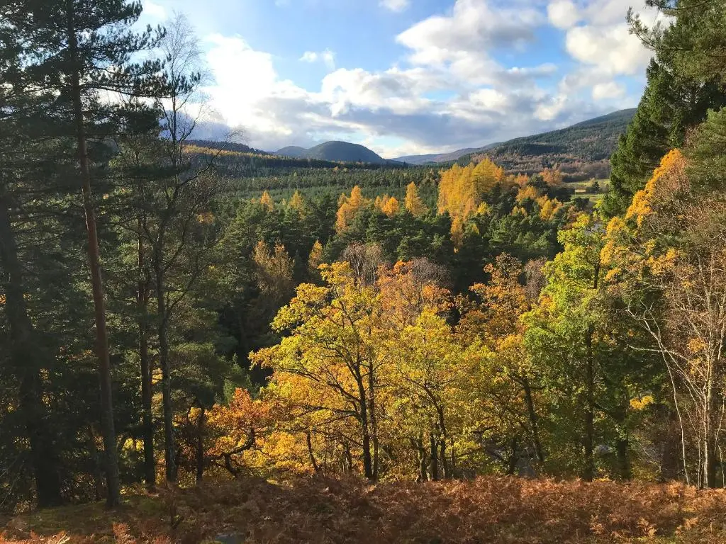 a view of a forest in the fall at Pine Tree Cottage - Uk45925 in Ballater