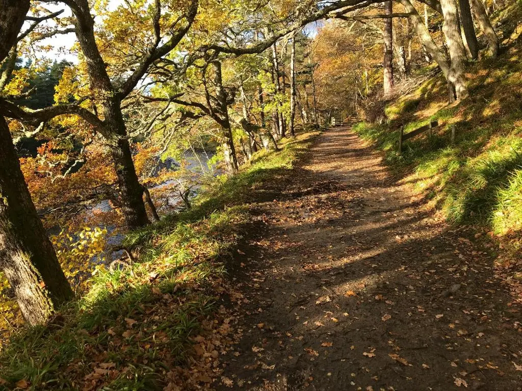 a dirt road with trees on the side at Sycamore Cottage - Uk45923 in Ballater