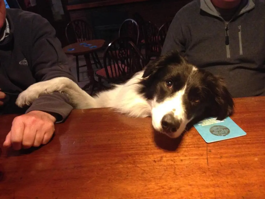 a black and white dog laying on top of a table at The Anderson in Fortrose