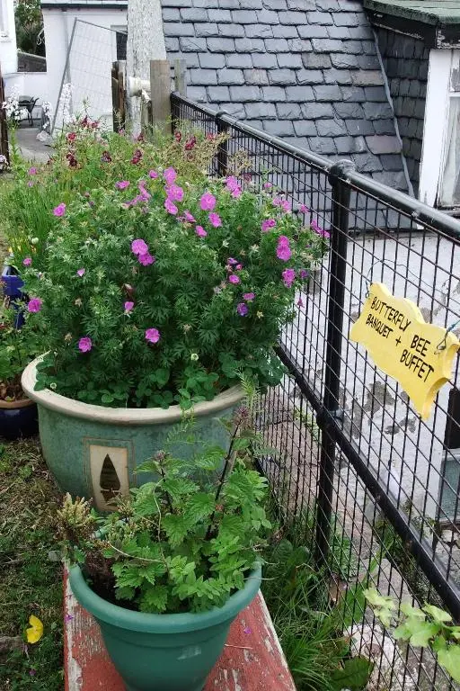 a large pot of flowers in a garden at Ullapool Youth Hostel in Ullapool