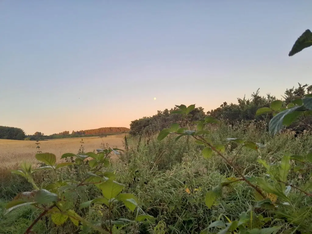 a field of grass with the sunset in the background at The Boathouse in Longmorn