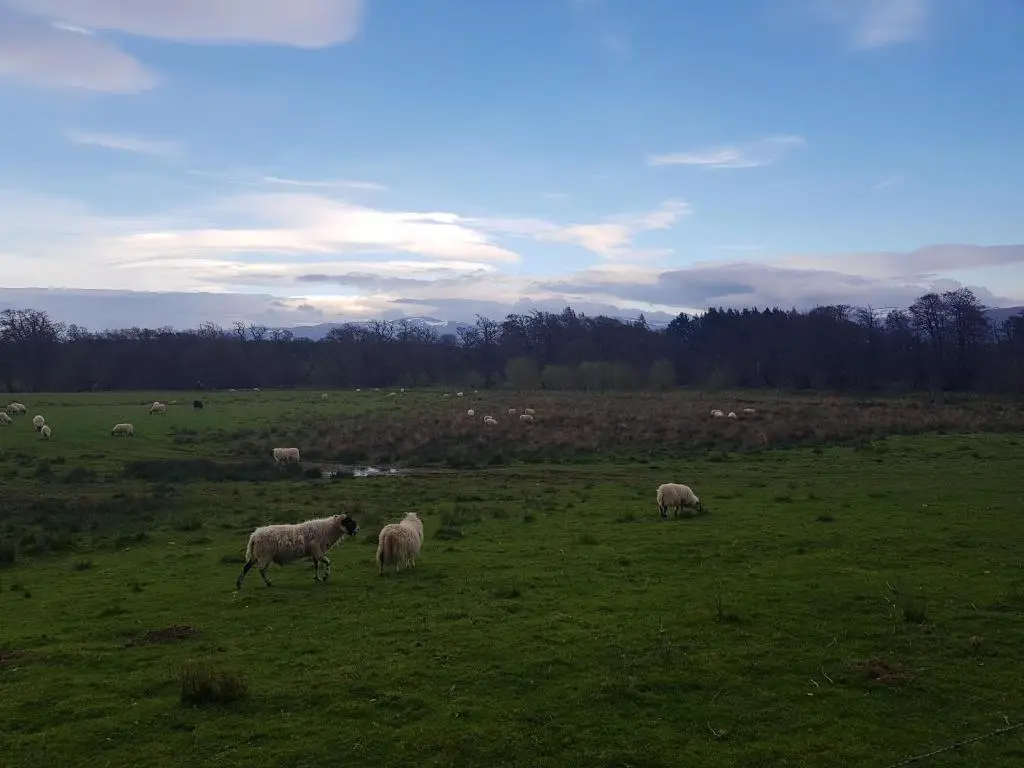 a group of sheep grazing in a field at Orange Squirrel Lodge in Aviemore