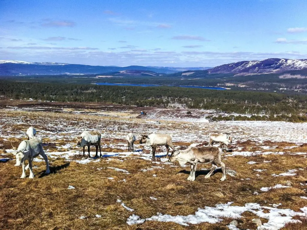 a herd of animals standing on a snow covered field at Holiday Home Falcon Lodge by Interhome in Aviemore