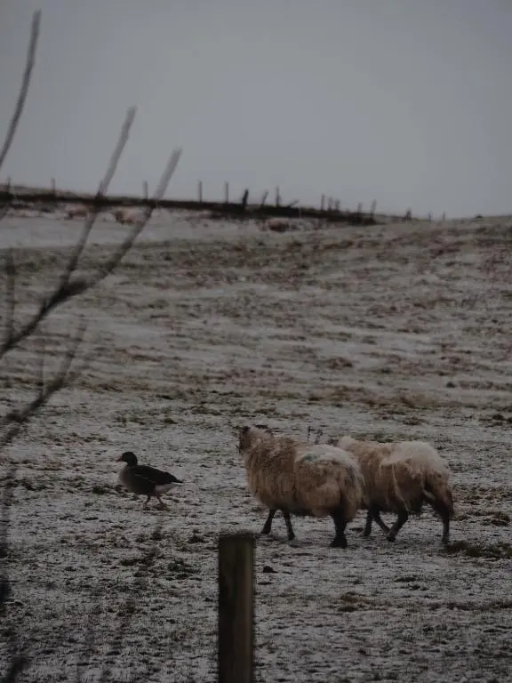 a group of sheep walking in a field with a bird at Jacobite Lodge by The House of Danu in Kingussie
