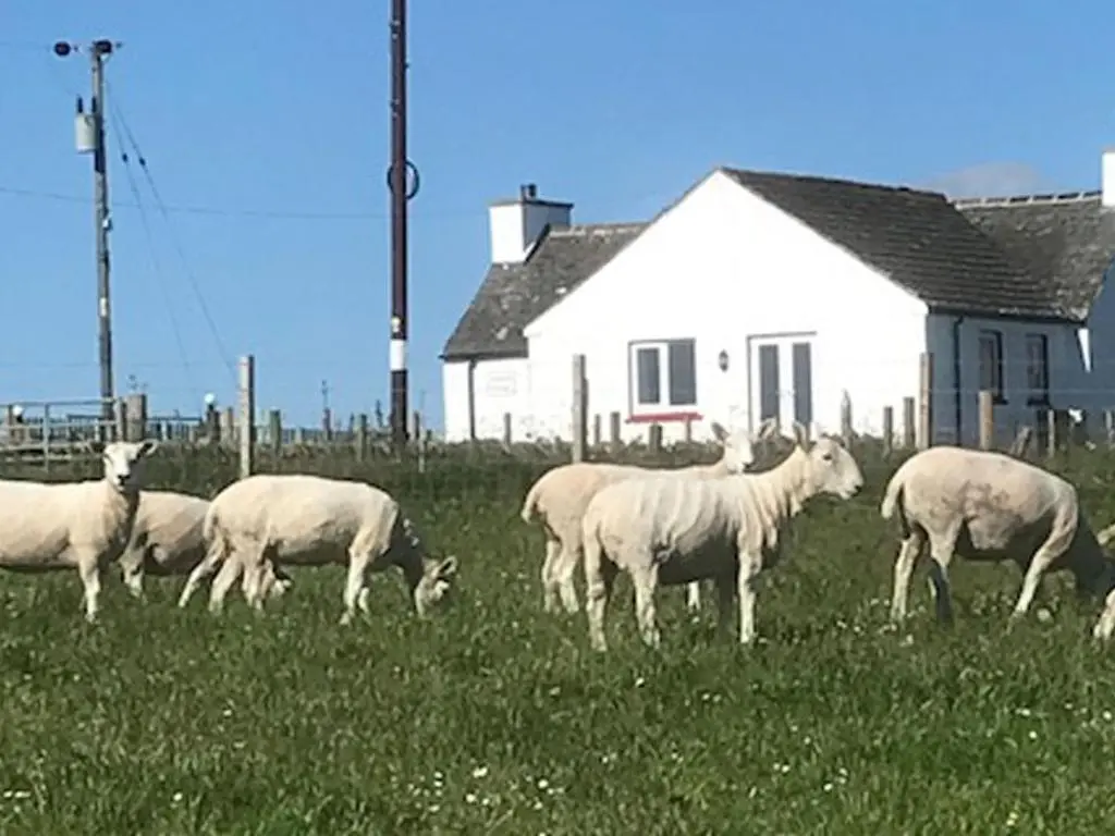 a herd of sheep grazing in a field in front of a house at Cranberry Cottage in Wick
