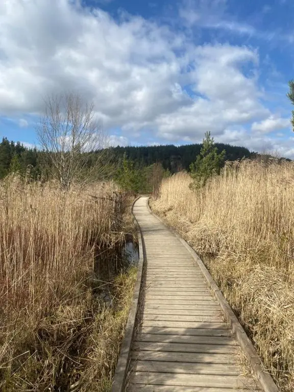 a wooden path through a field of tall grass at Old School in Kingussie