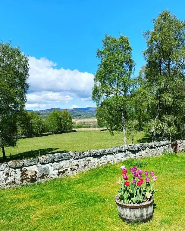 a pot of flowers in a field with a stone wall at Old School in Kingussie