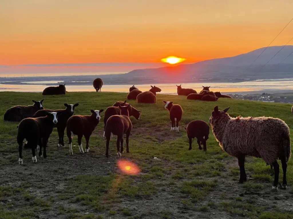 a herd of sheep grazing in a field at sunset at The Highlander in Tain
