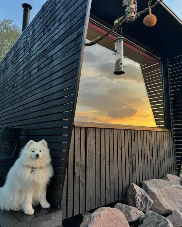 a white dog sitting in the doorway of a house at Dog friendly cabin & hot tub and Cairngorm views in Aviemore