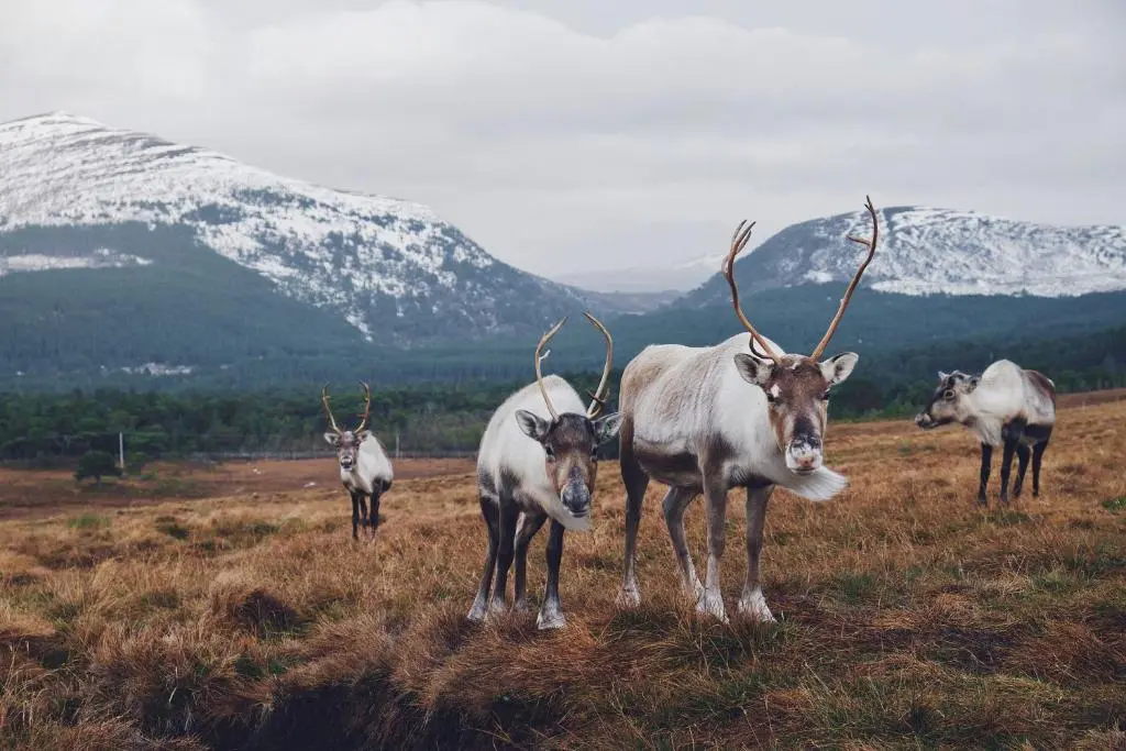a group of antelopes standing in a field at Dog friendly cabin & hot tub and Cairngorm views in Aviemore