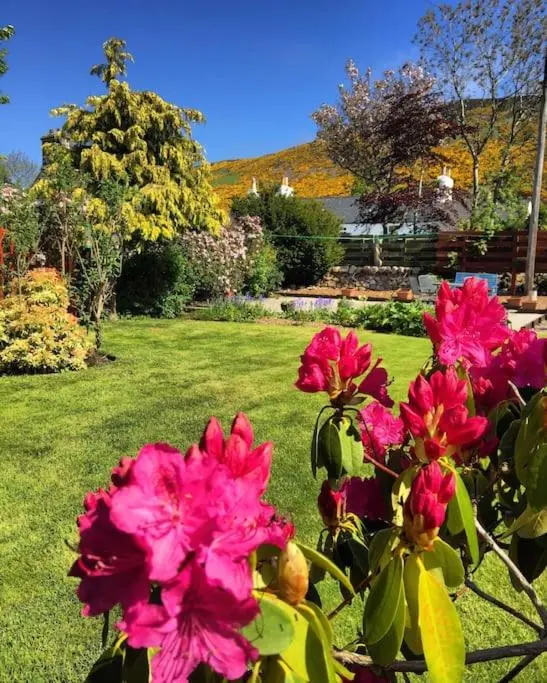 a bunch of pink flowers in a yard at Comfortable 4 bed Home, Valhalla, Helmsdale in Helmsdale