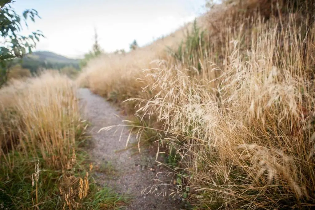 a field of tall grass next to a dirt road at Greenhill Cottage in Evanton