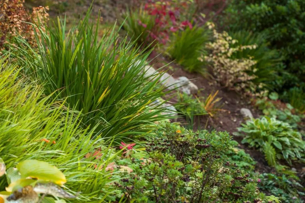 a garden with lush green plants and flowers at Greenhill Cottage in Evanton
