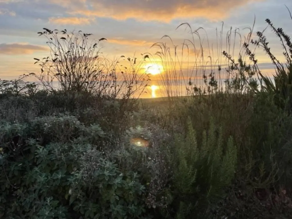 a sunset in a field with tall grass at No1 The Links Apartment, Brora in Brora