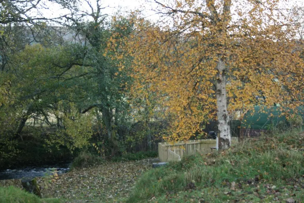 a tree sitting next to a river in a forest at BCC Loch Ness Hostel in Bearnock